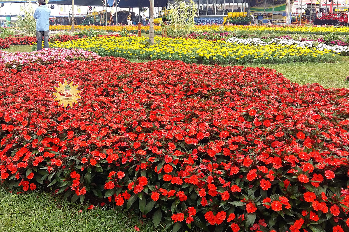 Parque do Peão espera turistas com mais de 50 mil flores – A Tribuna  Regional